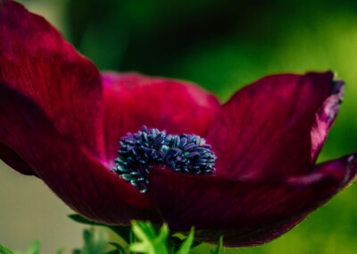 Anemone Flower Closeup, anemone flower, anemone closeup, flower closeup, flower, flower, petals flower photography, photography, purple/red flower