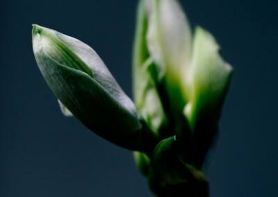 budding white amaryllis flower against a blue background