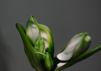budding white amaryllis flower against a charcoal grey background