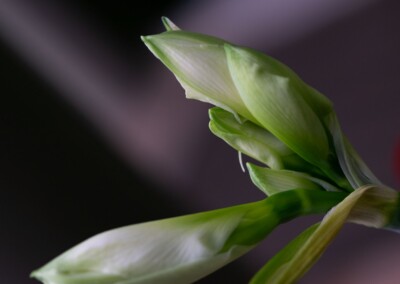 budding white amaryllis flower against a purple hue background