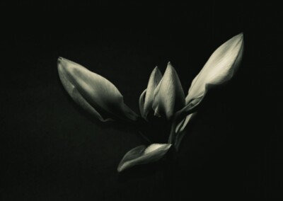 Amaryllis Buds, Amaryllis Buds in monochrome, flower buds, flowers in monochrome, flower photography, fine art flower photography, flower close up, close up flower photography, budding amaryllis, dark and moody flower photo, flower with dark background