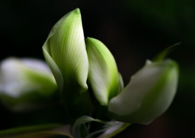 white flower, flower photography, nature, close up photography, petal, flower petal, macro, abstract flower