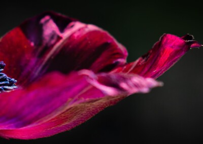Anemone Flower Closeup, anemone flower, anemone closeup, flower closeup, flower, flower photography, photography, purple/red flower, black background
