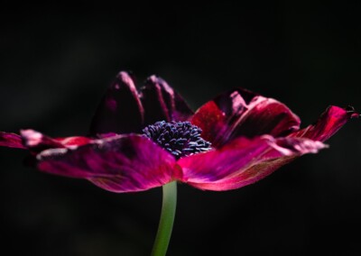 Anemone Flower Closeup, anemone flower, anemone closeup, flower closeup, flower, flower photography, photography, purple/red flower, black background
