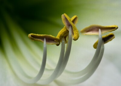 white flower, flower photography, nature, close up photography, petal, flower petal, photography, pollen
