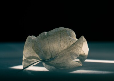 Withered Bougainvillea Flower, withered flower, withered petals, dried flower, dried petals, bougainvillea flower, still-life, still-life photography