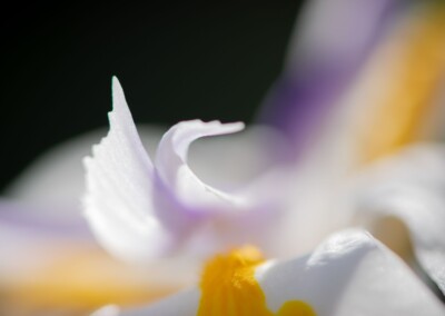 white flower, flower photography, nature, close up photography, petal, flower petal, macro, abstract flower