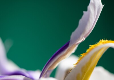 white flower, flower photography, nature, close up photography, petal, flower petal, macro, abstract flower