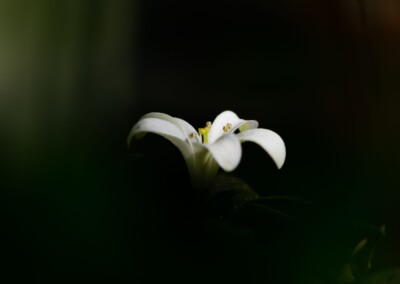 white flower, flower photography, nature, close up photography, petal, flower petal