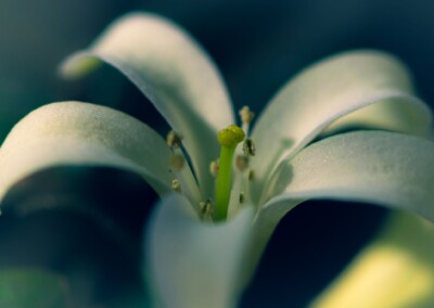 white flower, flower photography, nature, close up photography, petal, flower petal
