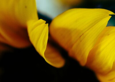 closeup of yellow sunflower petals