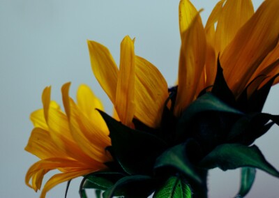 Large sunflower with light blue background