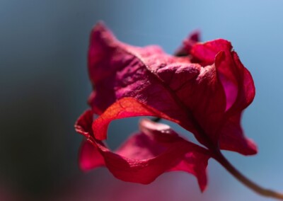 Bougainvillea , bougainvillea flower, flower, flower petals, petals, blue background, photography, flower photography