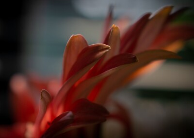 Petals, flowers, flower petals, flower photography, flower close up. close up flower photo, fine art flower photography