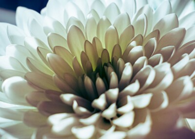white flower, flower photography, nature, close up photography, petal, flower petal