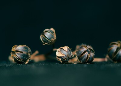 Seed Pods, nature, plants, garden, garden plant, seeds, photography
