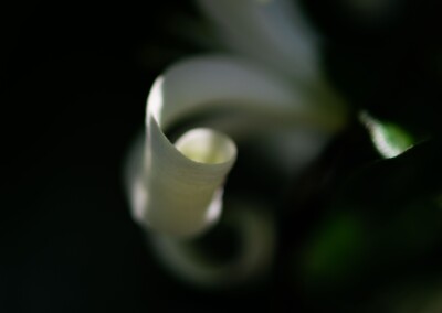 white flower, flower photography, nature, close up photography, petal, flower petal
