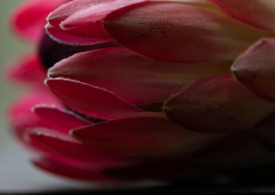 Pink protea flower, protea flower, protea petals, petals, pink petals, flower, single flower, flower close-up, protea flower close-up, flower photography, close-up photography, still-life, still-life photography, fine art photography, beautiful flowers, flower magic
