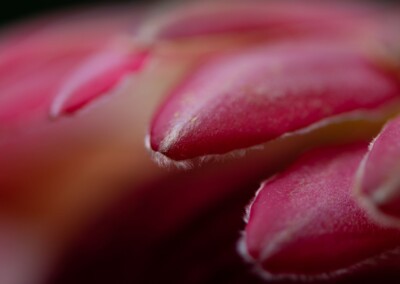 Pink protea flower, protea flower, protea petals, petals, pink petals, flower, single flower, flower close-up, protea flower close-up, flower photography, close-up photography, still-life, still-life photography, fine art photography, beautiful flowers, flower magic