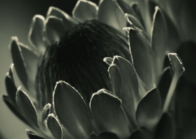 Monochrome Protea, protea flower, close up protea flower, protea petals, monochrome photo of protea, monochromatic photograph, Monochrome flower, fine art flower photography, close up flower photography,