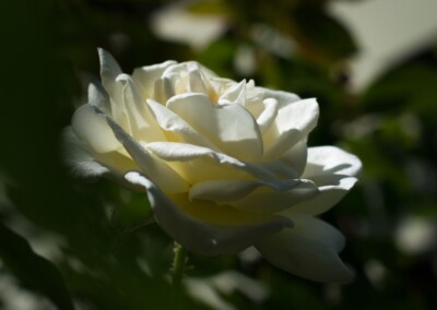 White rose, rose, roses, flower, flowers, flower photography, photography, still-life, still-life photography, bokeh, blurry background
