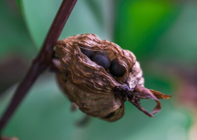 Seed Pods, nature, plants, garden, garden plant, seeds, photography