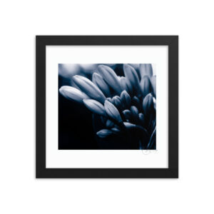 Agapanthus Flower Monochrome f