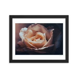 Vintage Rose Pink f