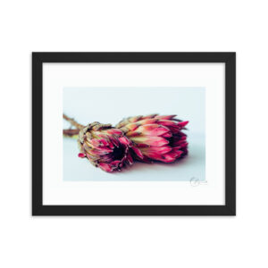 Protea Duo f