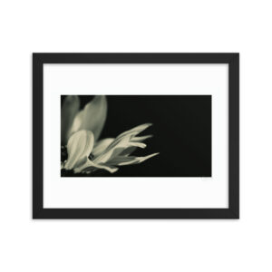sunflower in monochrome f