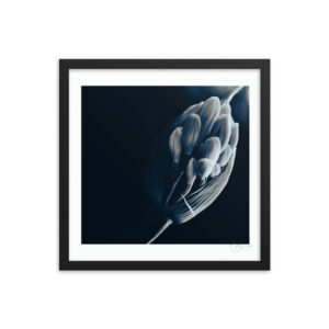 Agapanthus Bud B&W f