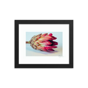 Single Protea f