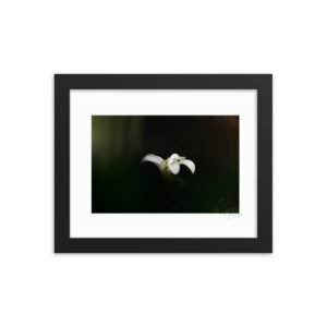 Single Orange Jasmine Flower f