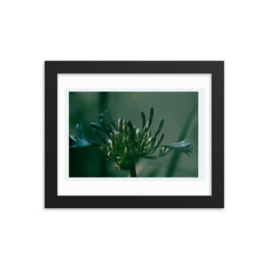 Blue Hue Agapanthus f