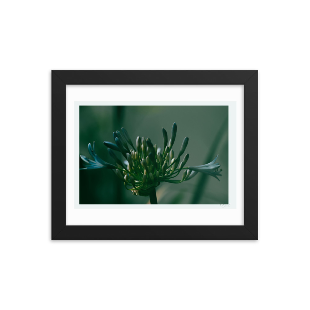 Blue Hue Agapanthus f