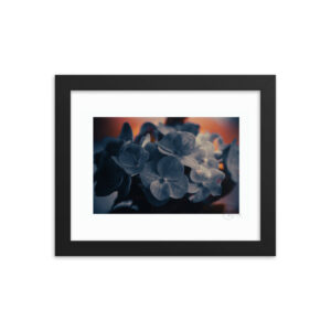 Hydrangea Artistic f