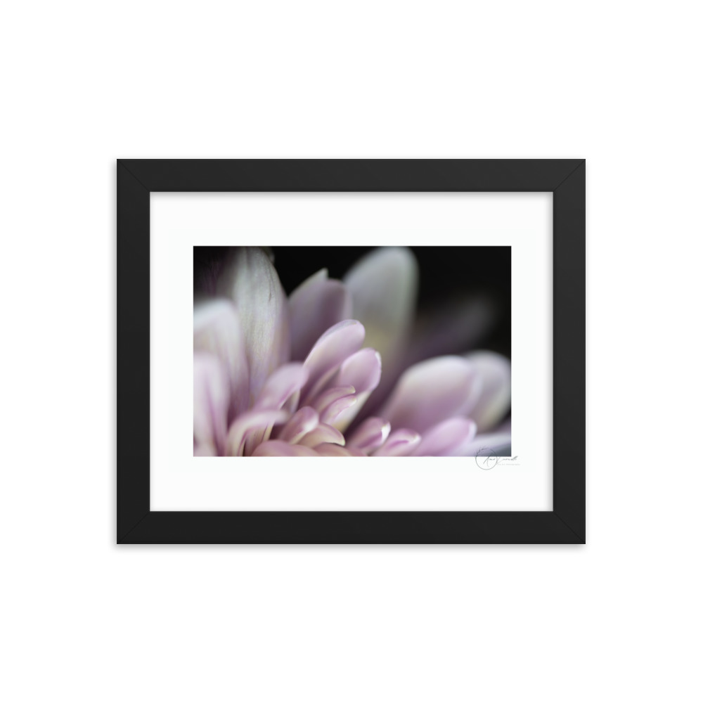 Pastel Pink Petals f