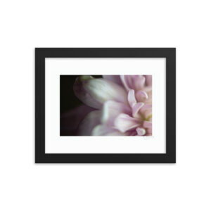 Petals Close-up f