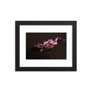 Dusky PInk Flower f