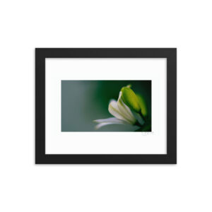 Orange Jasmine Flower f