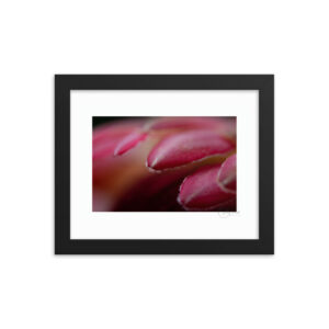 Protea Petals Close-up f