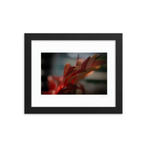 Peach Petals f