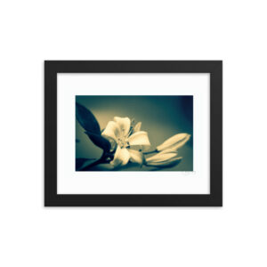 Orange Jasmine Monochrome f