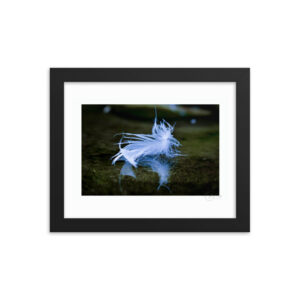 Pond Feather Reflection f