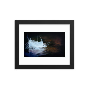 White Feather Reflection f