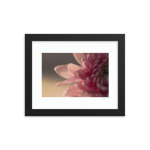 Petals Pink f
