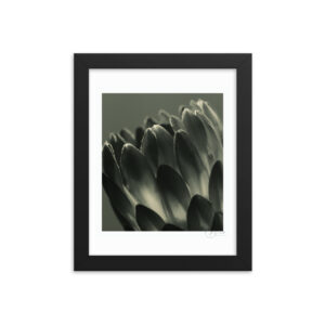 Monochrome Protea f