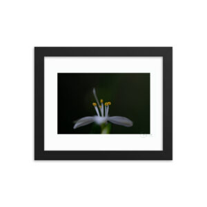 White Single Flower f