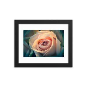 Peach Rose  f
