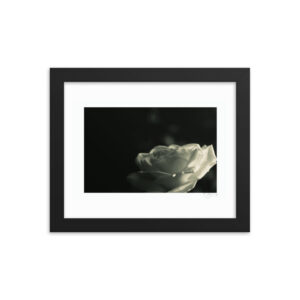 White Rose Monochrome f